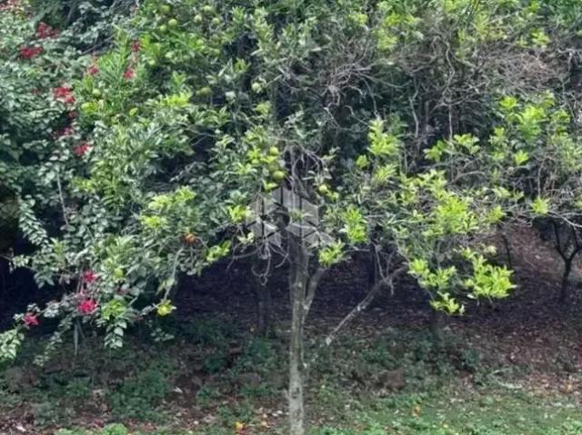 Terreno / Lote para Venda em Santa Cruz do Sul/RS Monte Verde