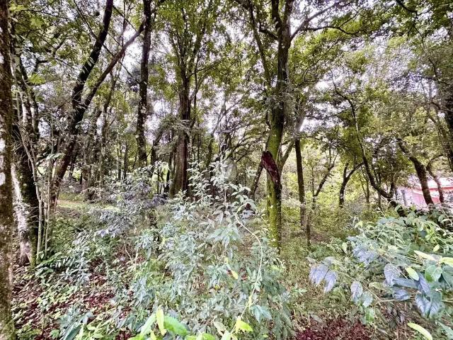 Terreno / Lote para Venda em Santa Maria/RS Cerrito