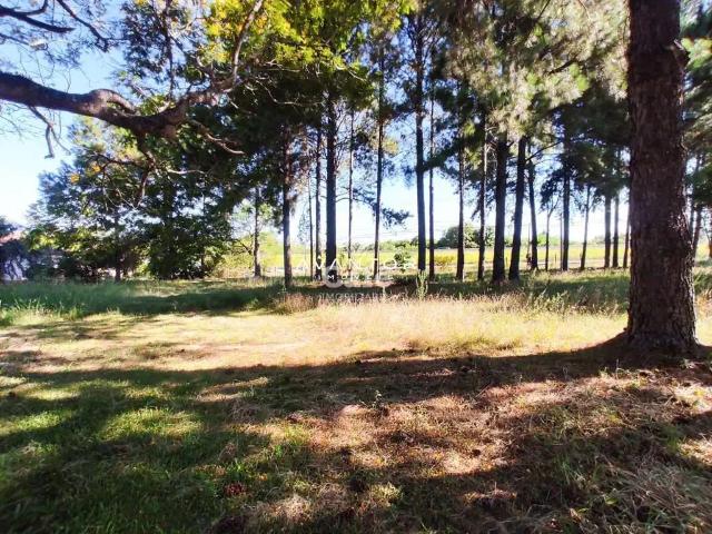 Terreno / Lote para Venda em Santa Maria/RS Pé de Plátano