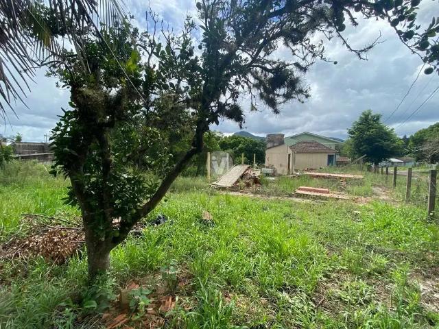 Terreno / Lote para Venda em Santa Maria/RS Pé de Plátano
