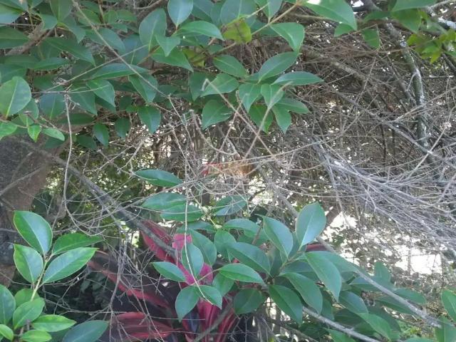 Terreno / Lote para Venda em Santo André/SP Vila Linda