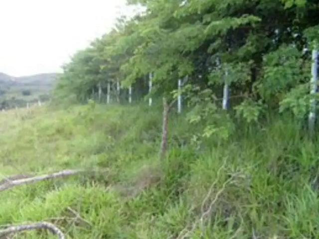 Terreno / Lote para Venda em Santo Antônio Do Leite/MG Gouveia