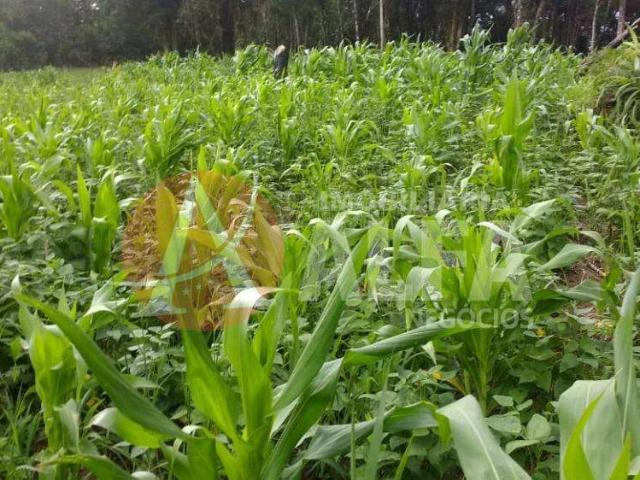Terreno / Lote para Venda em Salto/SP Buru 1 Quartos