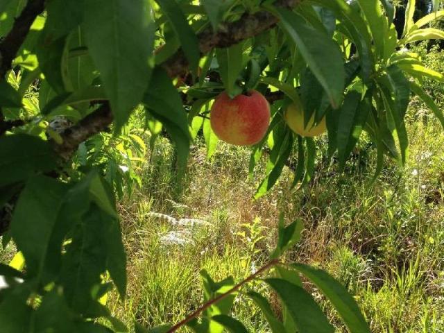 Terreno / Lote para Venda em Seara/SC Zona Rural