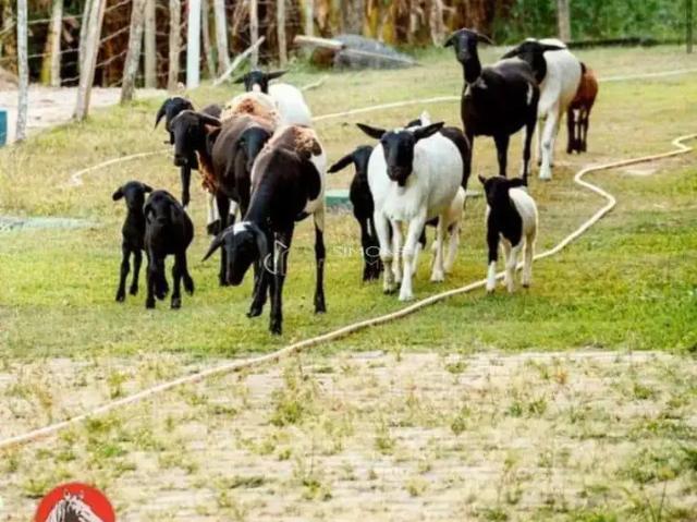 Terreno / Lote para Venda em Simões Filho/BA Centro