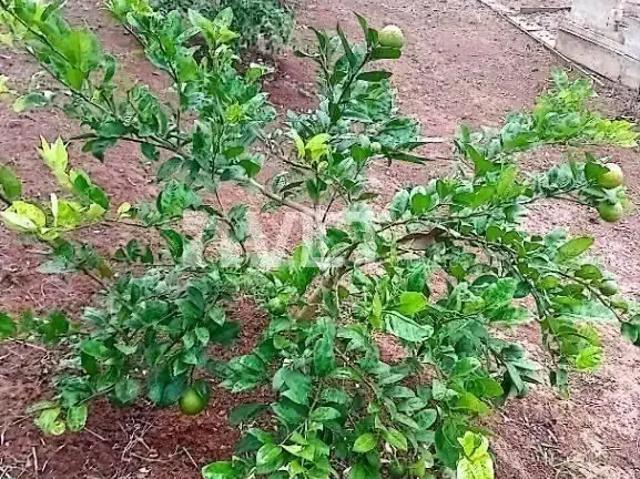 Terreno / Lote para Venda em Silvianópolis/MG Centro