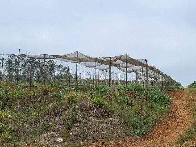 Terreno / Lote para Venda em Suzano/SP Vila Aparecida