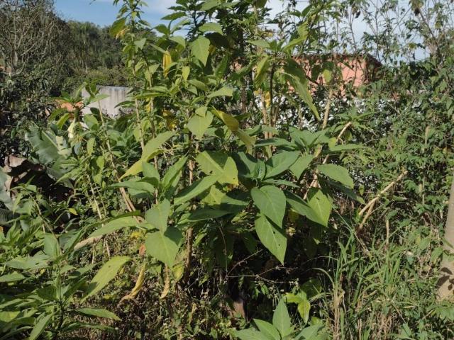 Terreno / Lote para Venda em Suzano/SP Jardim Casa Branca