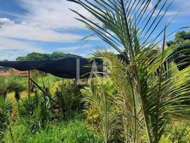 Terreno / Lote para Locação em Belo Horizonte/MG Santa Amélia