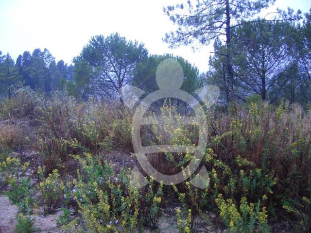 Terreno Palheira
