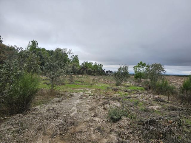 Terreno plano com bom acesso