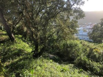 TERRENO PARA CONSTRUÇÂO NO CONCELHO DE ALCANENA: VALOR NEGOCIÁVEL