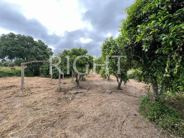 Terreno para Construção: Oportunidade Única em Santarém