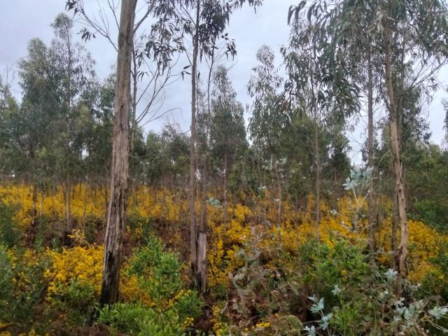 Terreno para construção de pavilhão Zona Industrial Albergaria a Velha