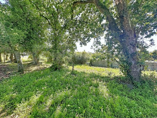 Terreno para Construção em Moledo