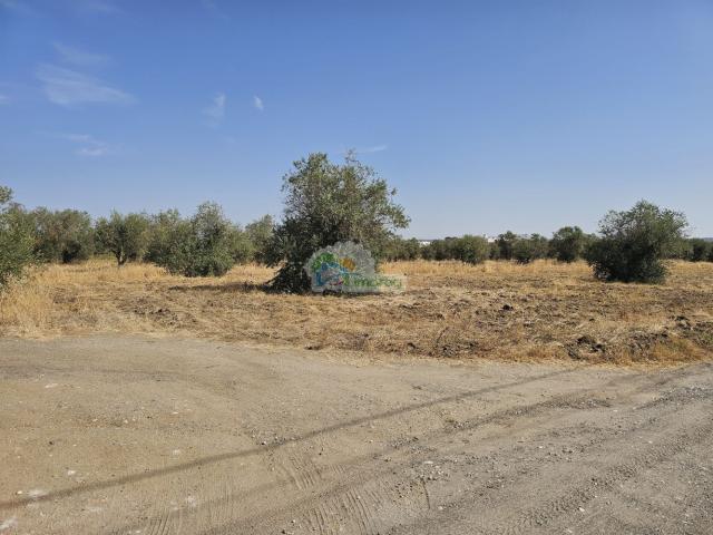 Terreno para construção em Reguengos de Monsaraz