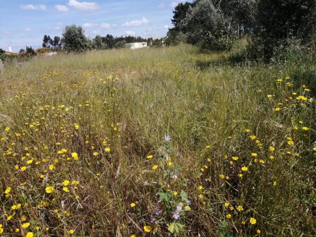 Terreno para construção Seixo Guia Pombal Portugal