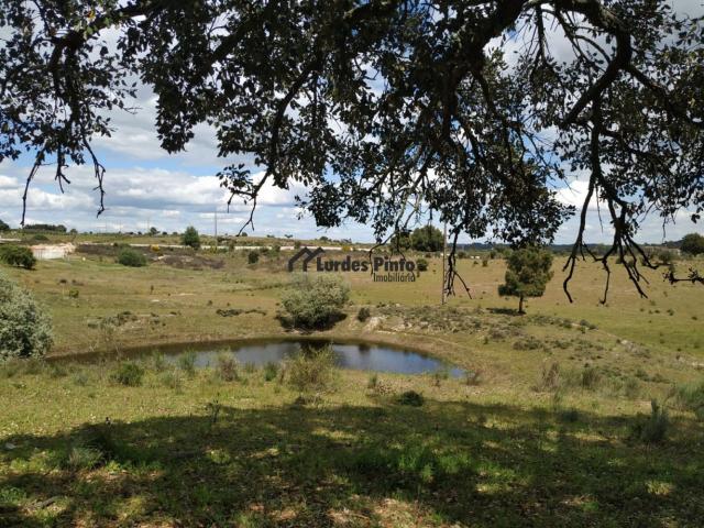 Terreno com 30.370 m2 em Castelo Branco