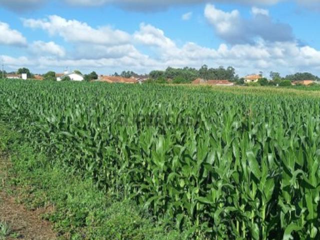 Terreno para Construção