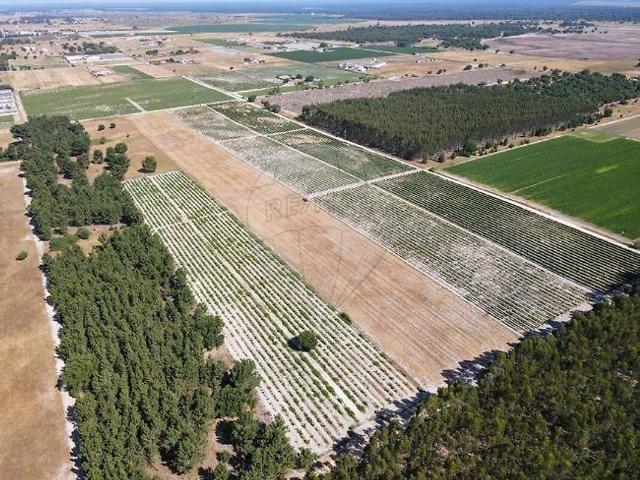 Terreno para arrendar em Pegões, Montijo RE/MAX Portugal
