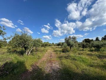 Terreno para Hotel ou Glamping em Borba – 5,5 ha com PIP Aprovado