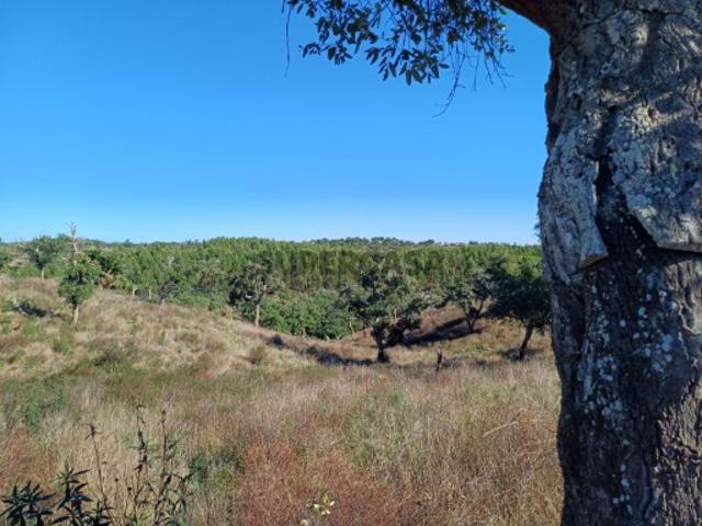 Terreno para habitação de agricultor e Turismo 20 minutos da Lagoa
