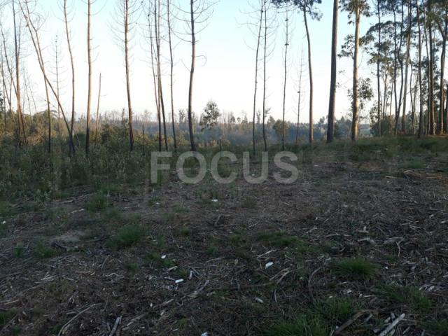 Terreno para loteamento Aveiro Nariz