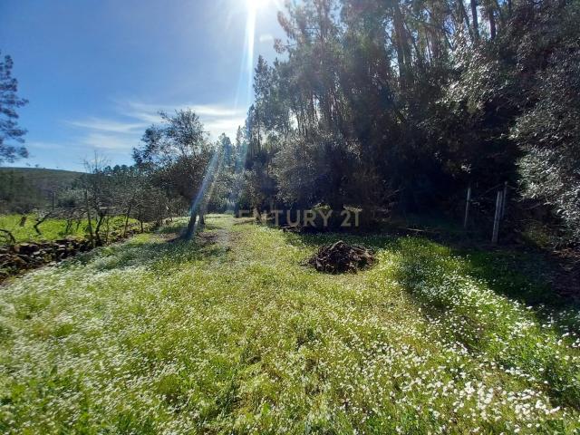 Terreno para Recuperação em Sarzedas, Castelo Branco