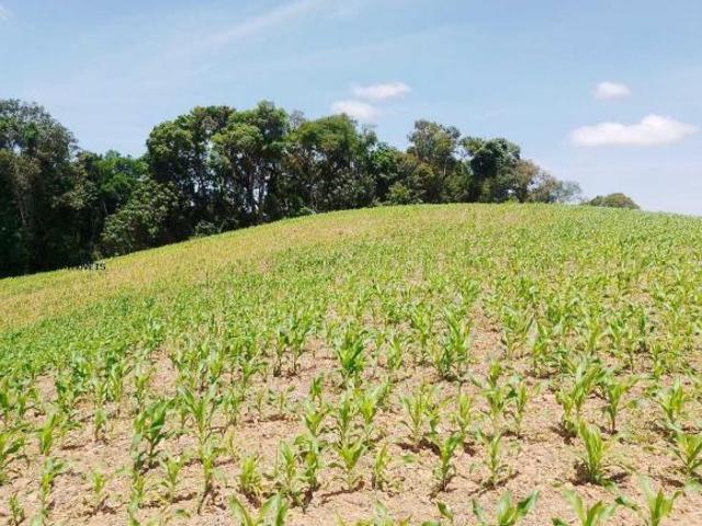 Terreno para Venda em Contenda, Serrinha