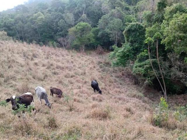 Terreno para Venda em Camanducaia, Estrada São Bento