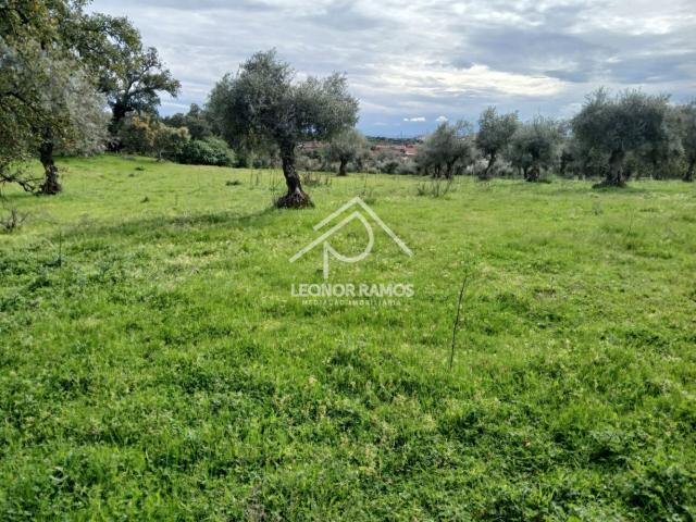 Terreno para venda em Alcafozes