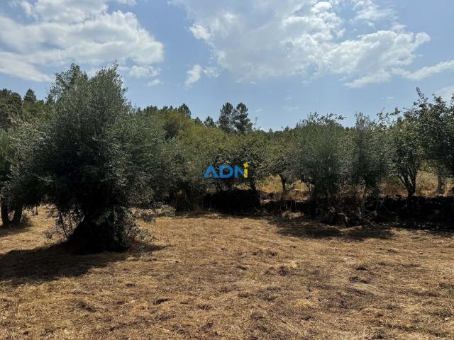 Terreno para venda em Juncal do Campo – 1.276 m² com cultura de oliveiras