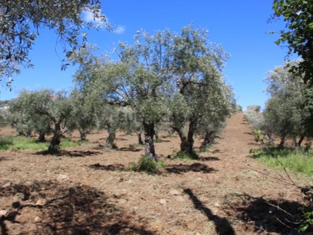 Terreno para venda em Macedo de Cavaleiros
