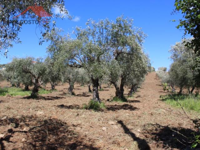 Terreno para venda em Macedo de Cavaleiros