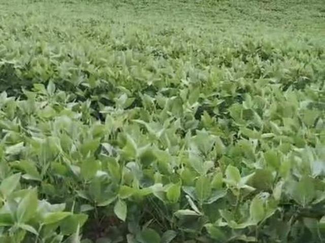 Terreno para Venda em São José dos Pinhais, Campo Largo da Roseira