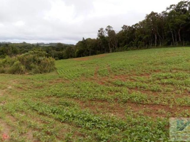Terreno para Venda em São José dos Pinhais, Contenda, 1 dormitório