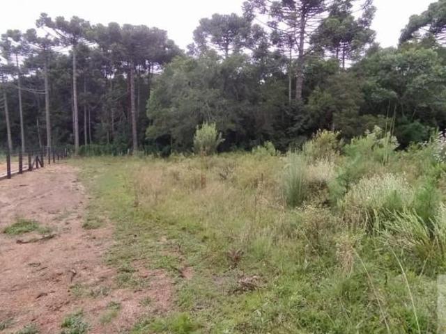 Terreno para Venda em São José dos Pinhais, Contenda