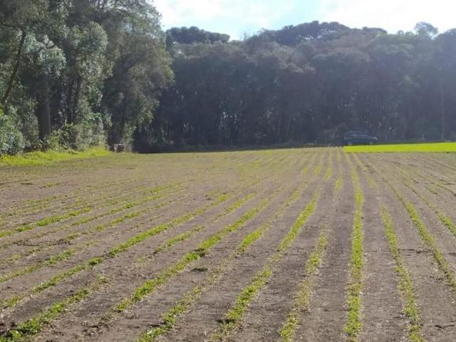 Terreno para Venda em São José dos Pinhais, Campo Largo da Roseira