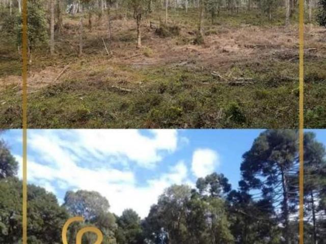 Terreno para Venda em Turvo, Palmeirinha