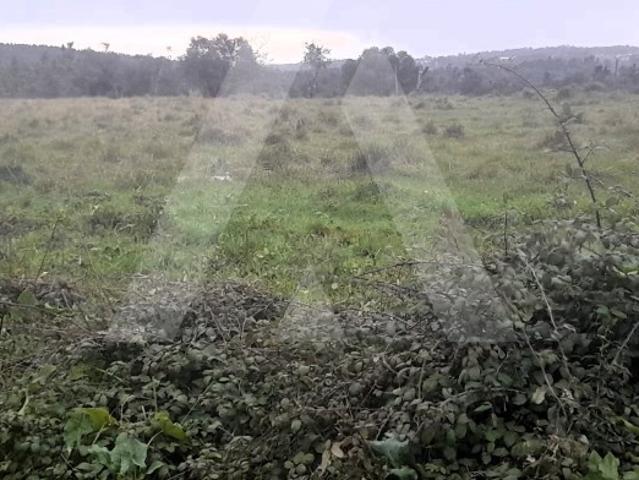 Terreno para Venda na Mealhada!