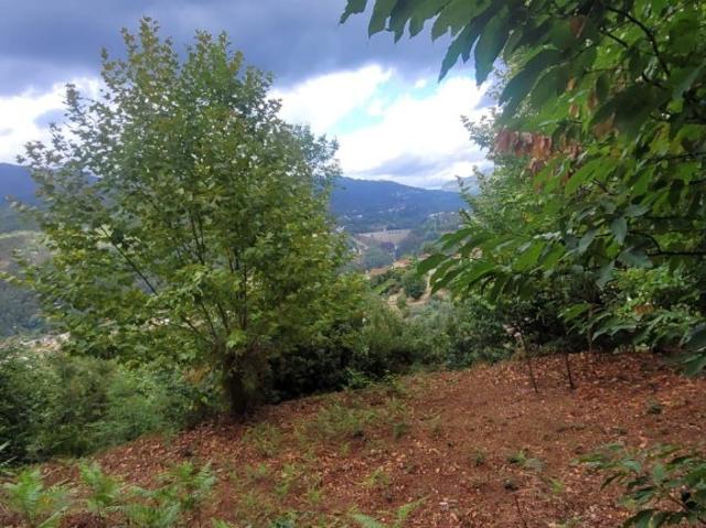 Terreno Parada de Bouro