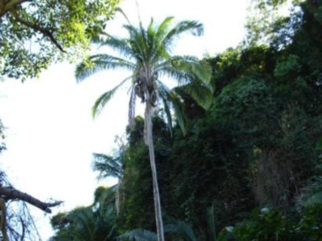 Terreno P/Desarrollo Venta 135HAS Sayulita $130,000,000 B389 E1