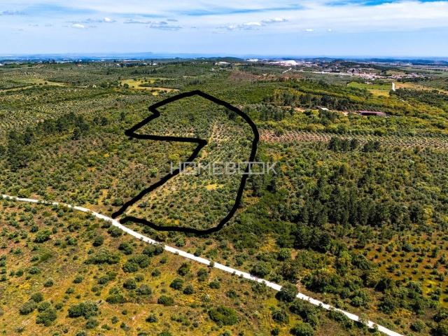 Terreno Pedras Moares Oportunidade Exclusiva no Alentejo