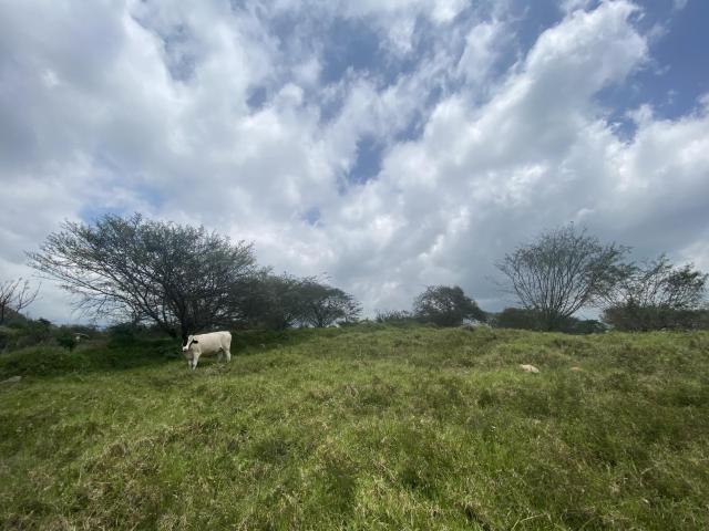 TERRENO PEXTL?N, XICO, VER