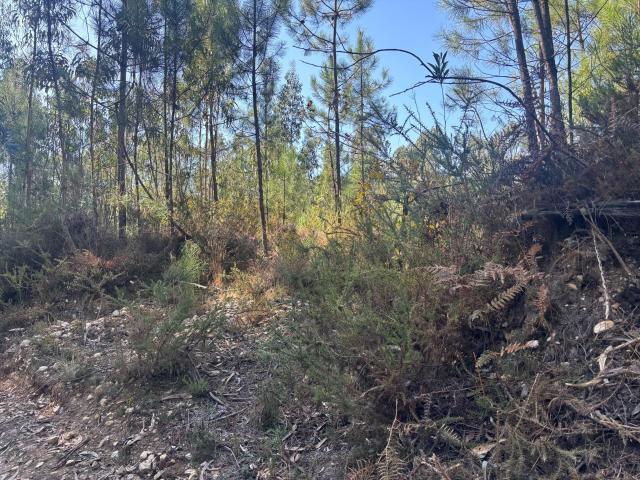 Terreno Pinhal 2000m2