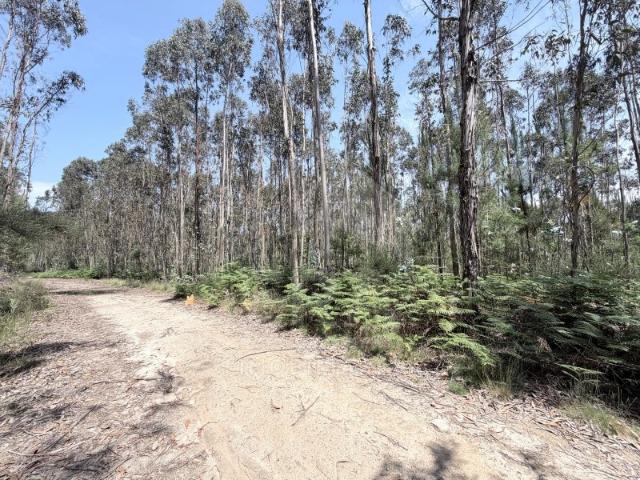 Terreno Pinhal em Vila Cova