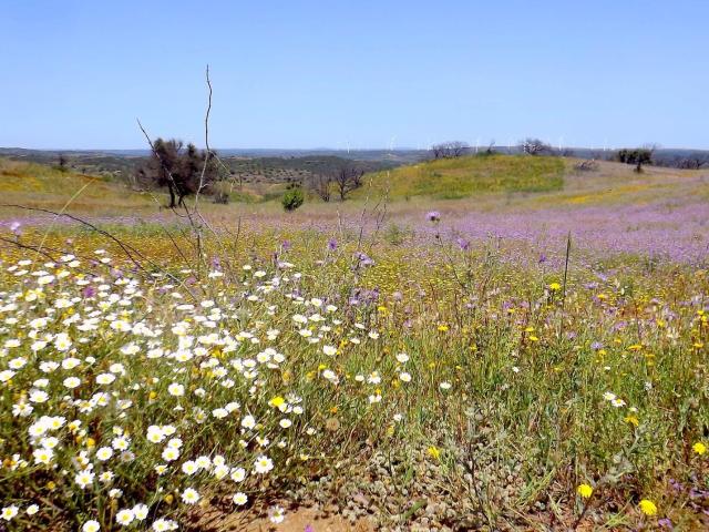 Terreno Plano com acesso directo a estrada