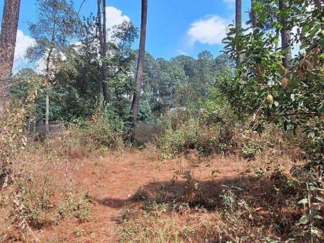 Terreno plano y arbolado a 8 min de Avándaro, listo para escriturar