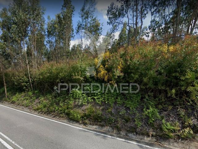 Terreno produção florestal