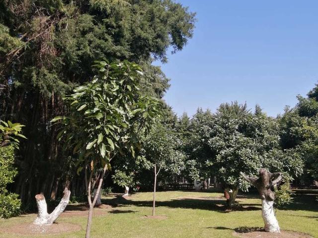 Terreno Productivo en Venta, Tenancingo, Estado de México